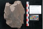 Foto (Objekt + Etikett) von Diospyros sagoriana Ettingshausen (NHMW-GEO-2024-0188-8017)
